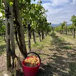 Podere Campanella * Sinalunga
