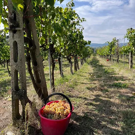 Podere Campanella * Sinalunga