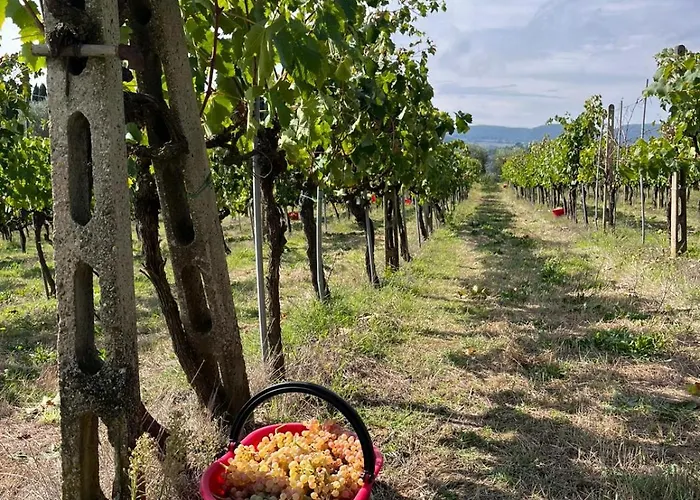 Podere Campanella * Sinalunga